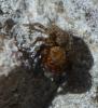 Euophrys rufibarbis